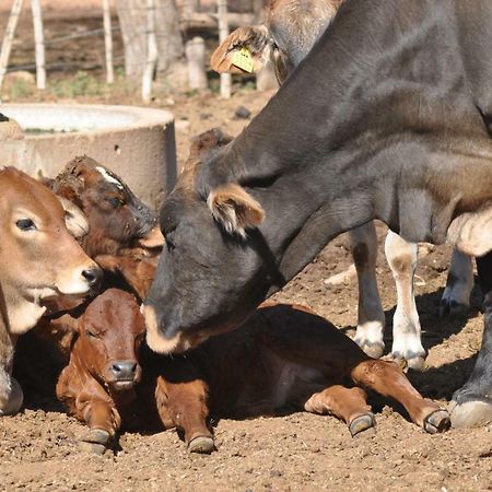 オカハンジャ Haasenhof Gastefarmヴィラ エクステリア 写真