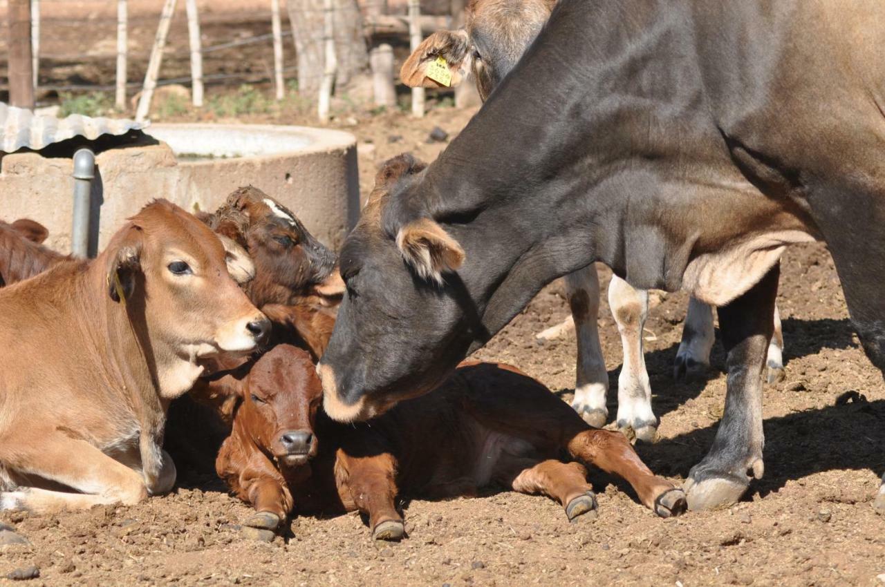 オカハンジャ Haasenhof Gastefarmヴィラ エクステリア 写真